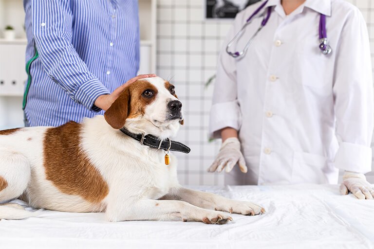 犬はペット保険に入るべき?必要性やメリット・注意点、選ぶときのポイント